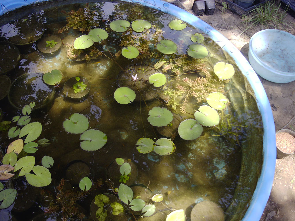 Nymphaea minuta July 26 06 Image014